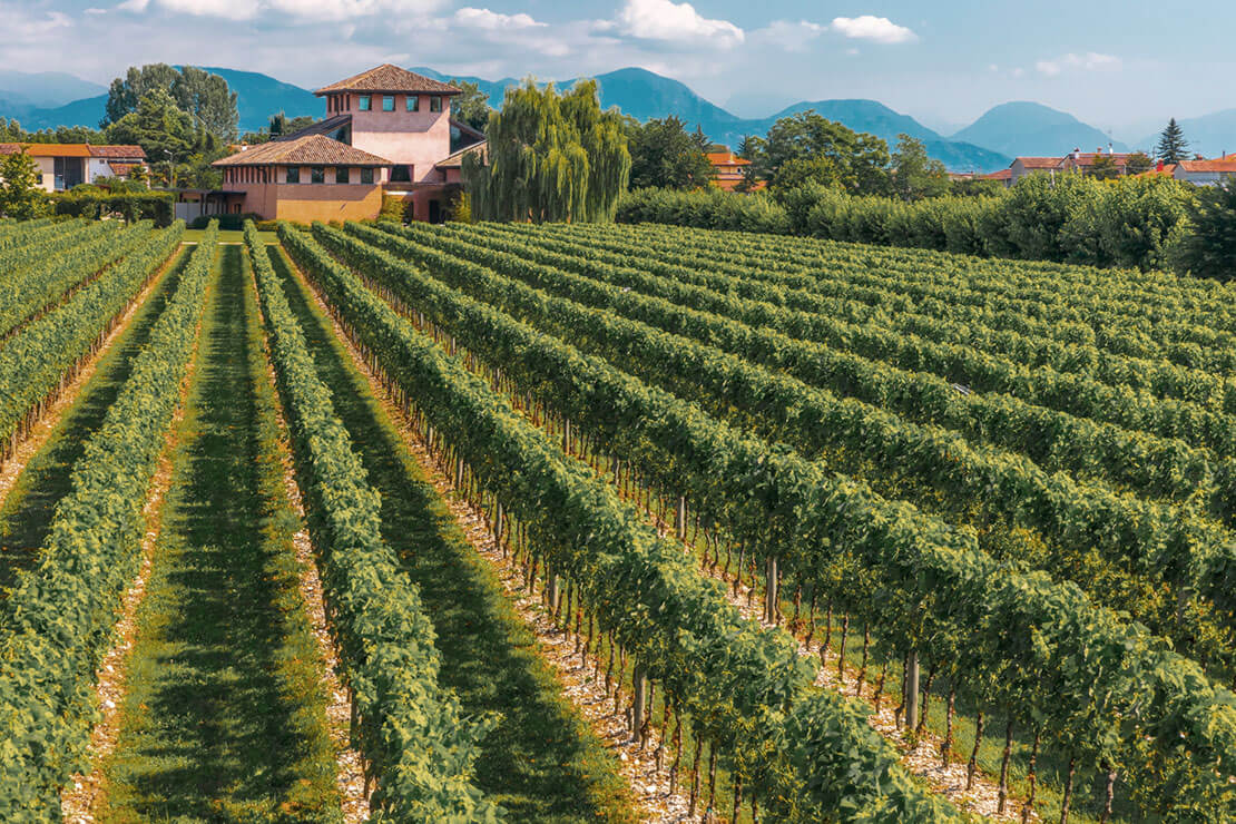 Pitars sustainable viticulture